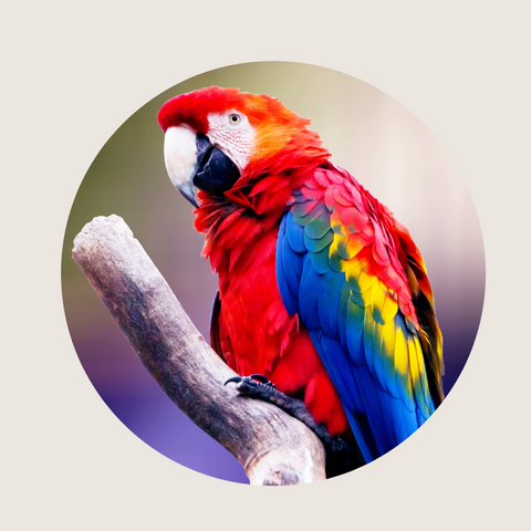 Bluegrass Parrothead Club